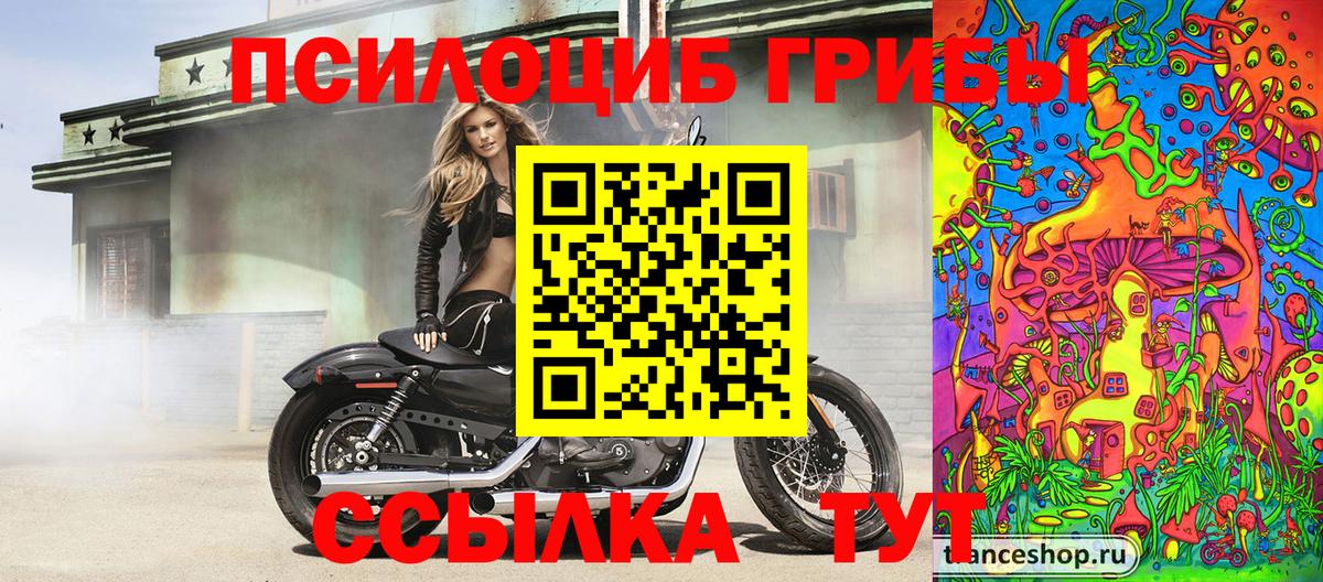 Галлюциногенные грибы Psilocybe  Черняховск  Псилоцибиновые грибы мицелий 